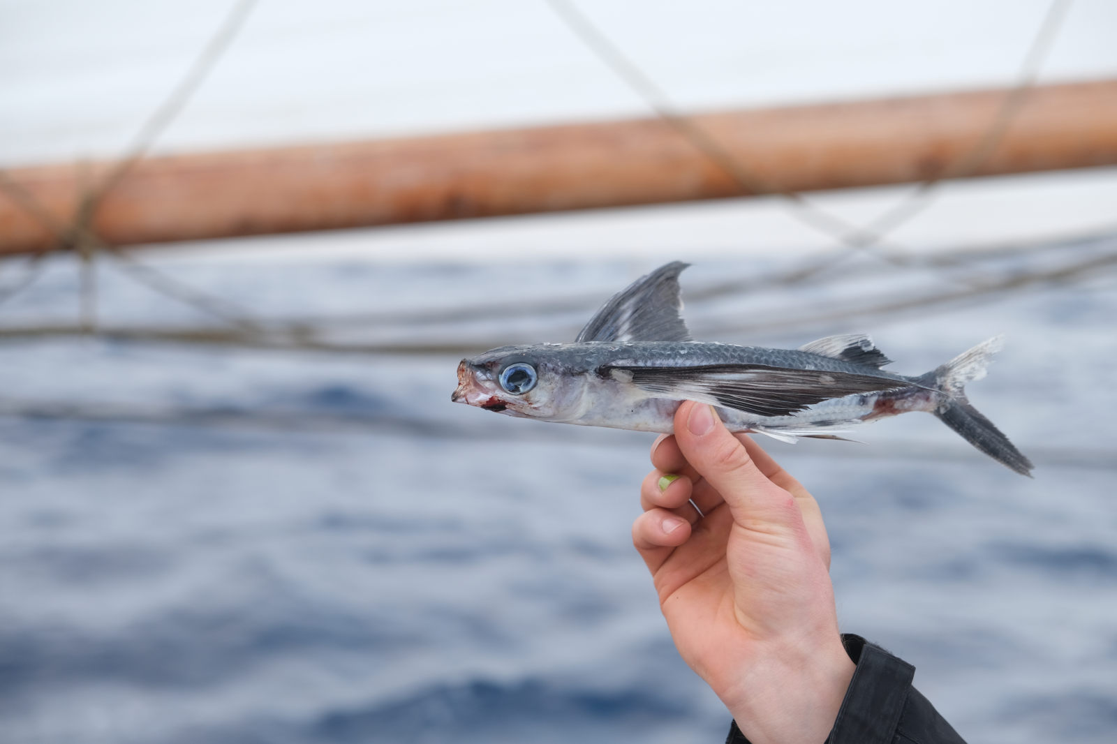 fliegender-fisch.jpg