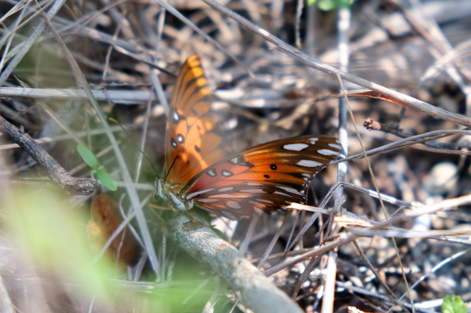 schmetterling.jpg